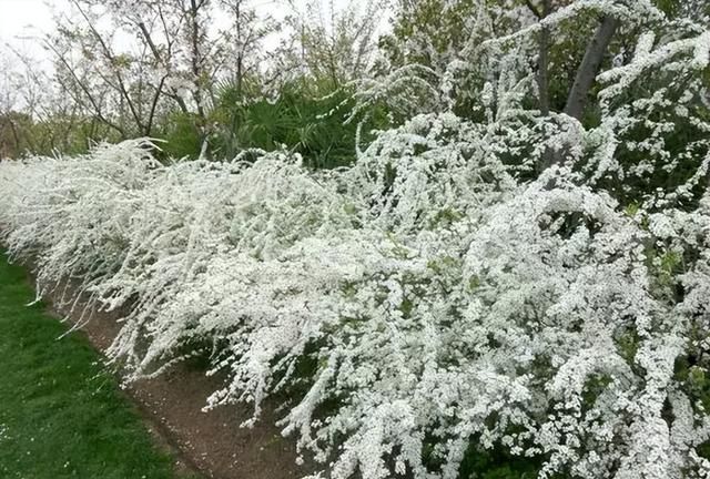 5种“稀罕花”，极度耐寒冷，北方长成树，呼呼“喷雪花”