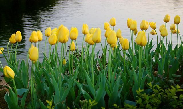 球根花卉的区别，唐菖蒲、郁金香、花毛莨各不同，一起学一学