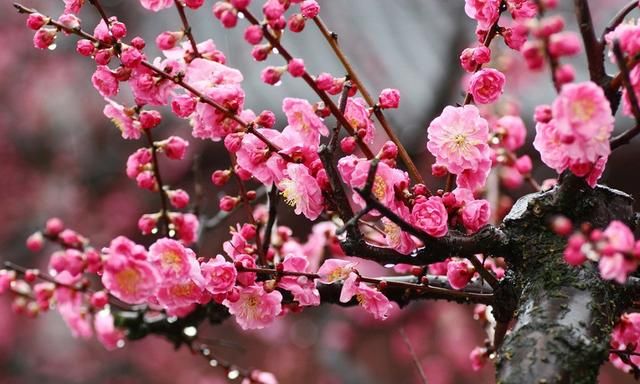 春游赏花，都是什么花？这100个花卉图鉴，给大家做科普，涨知识