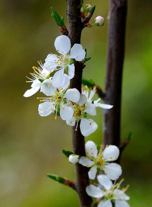 春游赏花，都是什么花？这100个花卉图鉴，给大家做科普，涨知识