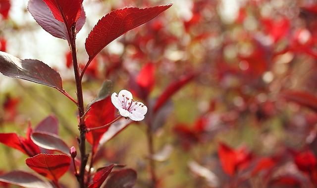 春游赏花，都是什么花？这100个花卉图鉴，给大家做科普，涨知识