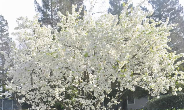 春游赏花，都是什么花？这100个花卉图鉴，给大家做科普，涨知识