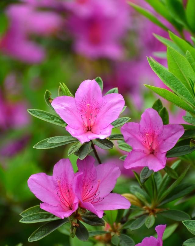 春游赏花，都是什么花？这100个花卉图鉴，给大家做科普，涨知识