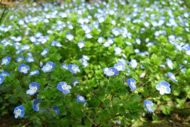 春游赏花，都是什么花？这100个花卉图鉴，给大家做科普，涨知识