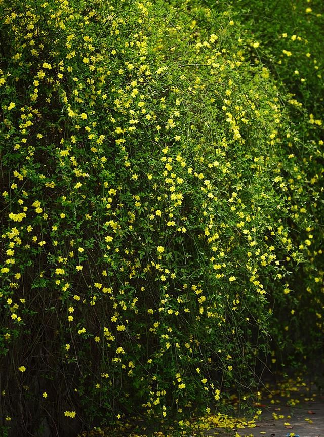 春游赏花，都是什么花？这100个花卉图鉴，给大家做科普，涨知识