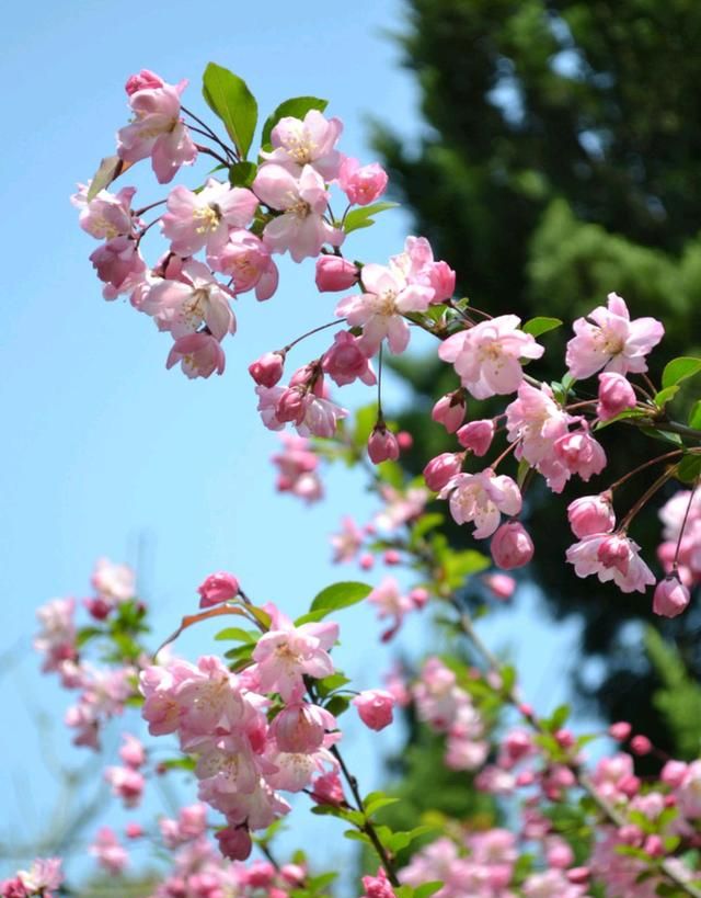 春游赏花，都是什么花？这100个花卉图鉴，给大家做科普，涨知识