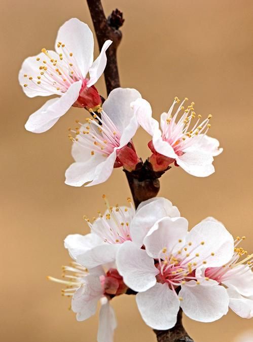 春游赏花，都是什么花？这100个花卉图鉴，给大家做科普，涨知识