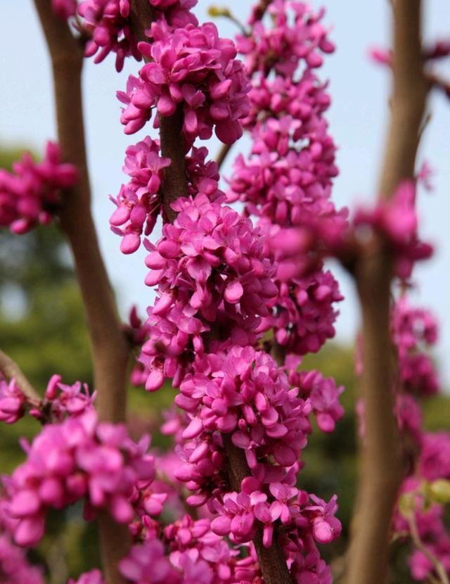 春游赏花，都是什么花？这100个花卉图鉴，给大家做科普，涨知识