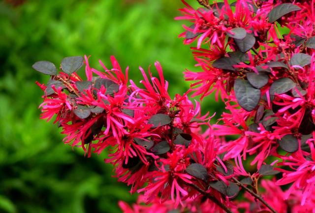 春游赏花，都是什么花？这100个花卉图鉴，给大家做科普，涨知识