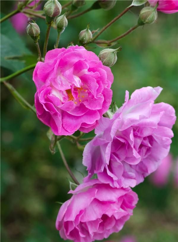 春游赏花，都是什么花？这100个花卉图鉴，给大家做科普，涨知识