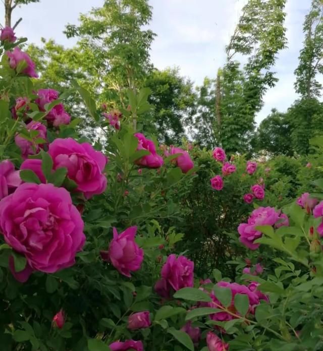 春游赏花，都是什么花？这100个花卉图鉴，给大家做科普，涨知识