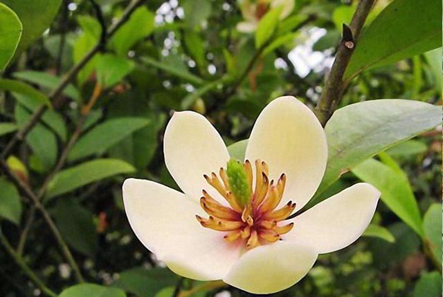 春游赏花，都是什么花？这100个花卉图鉴，给大家做科普，涨知识