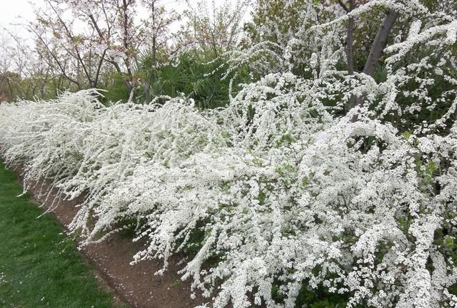 春游赏花，都是什么花？这100个花卉图鉴，给大家做科普，涨知识