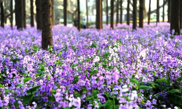 春游赏花，都是什么花？这100个花卉图鉴，给大家做科普，涨知识