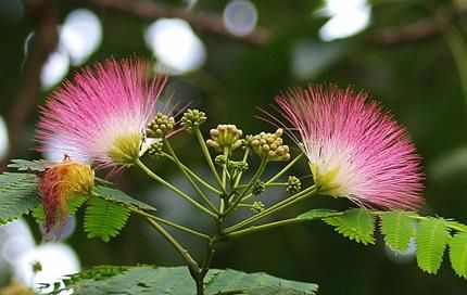 春游赏花，都是什么花？这100个花卉图鉴，给大家做科普，涨知识