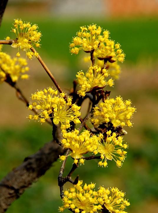 春游赏花，都是什么花？这100个花卉图鉴，给大家做科普，涨知识