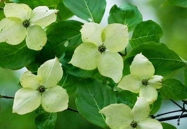 春游赏花，都是什么花？这100个花卉图鉴，给大家做科普，涨知识