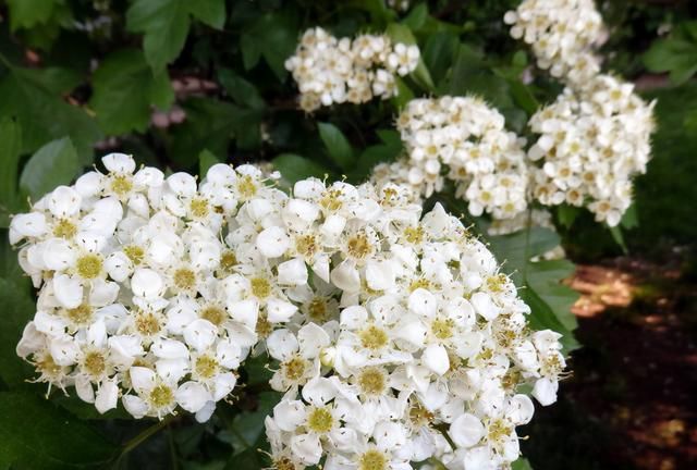 春游赏花，都是什么花？这100个花卉图鉴，给大家做科普，涨知识