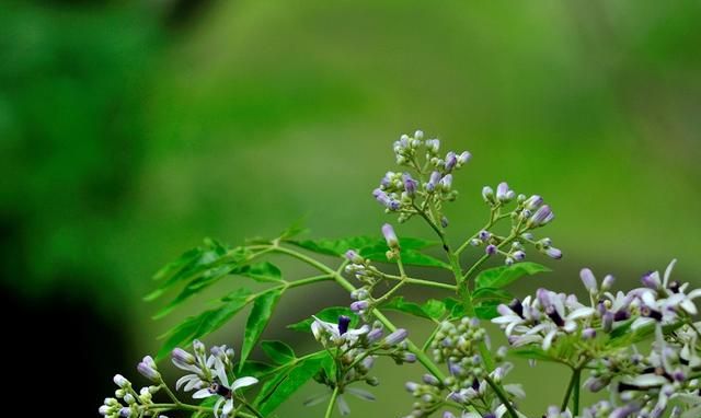 春游赏花，都是什么花？这100个花卉图鉴，给大家做科普，涨知识