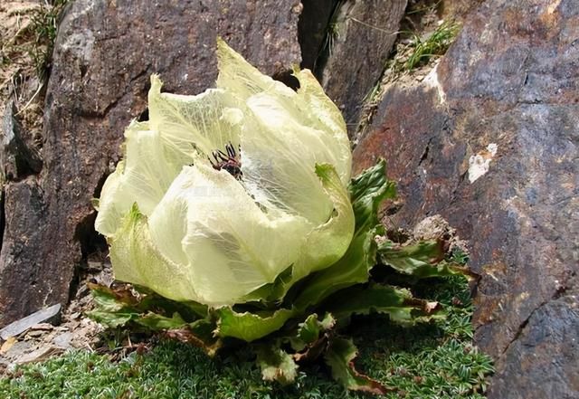 春游赏花，都是什么花？这100个花卉图鉴，给大家做科普，涨知识