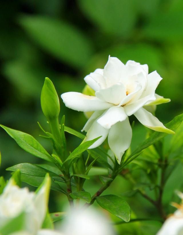 春游赏花，都是什么花？这100个花卉图鉴，给大家做科普，涨知识