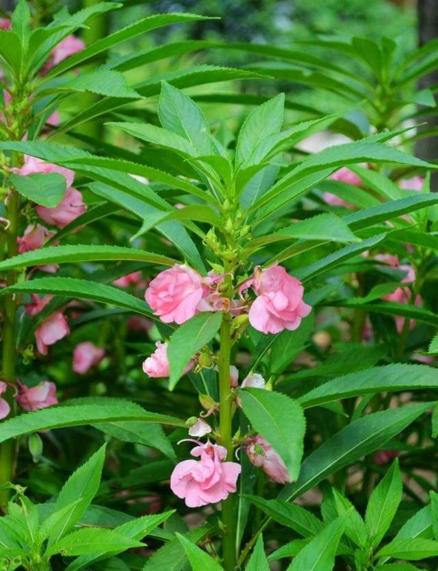 春游赏花，都是什么花？这100个花卉图鉴，给大家做科普，涨知识