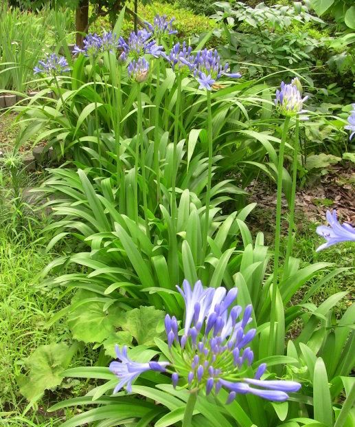 春游赏花，都是什么花？这100个花卉图鉴，给大家做科普，涨知识