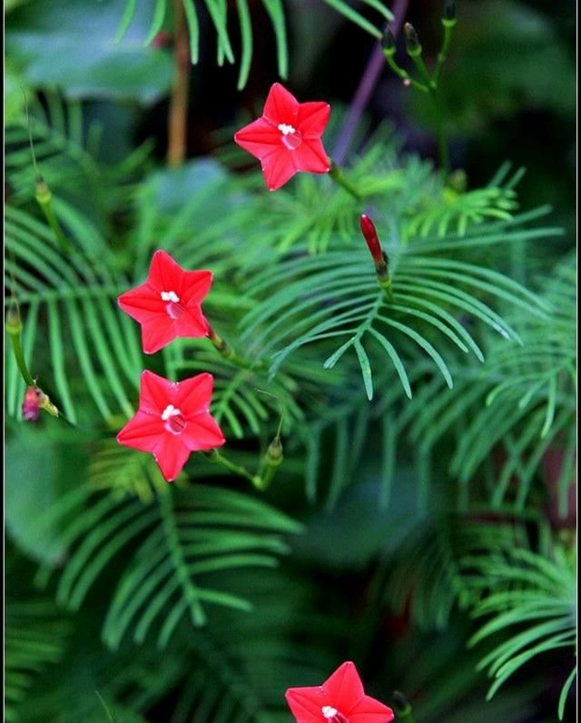 春游赏花，都是什么花？这100个花卉图鉴，给大家做科普，涨知识