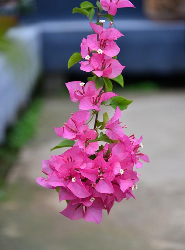 春游赏花，都是什么花？这100个花卉图鉴，给大家做科普，涨知识