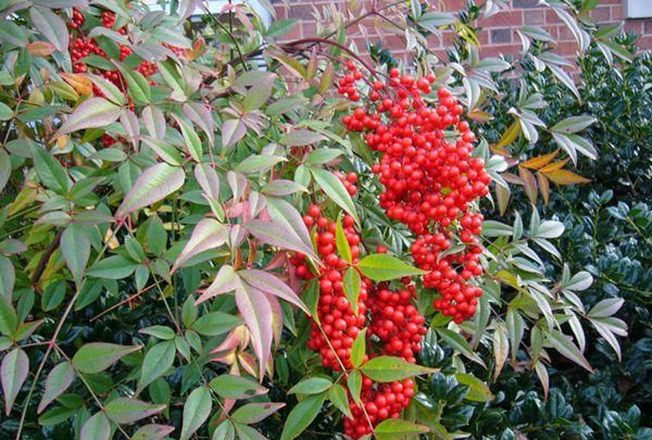 春游赏花，都是什么花？这100个花卉图鉴，给大家做科普，涨知识