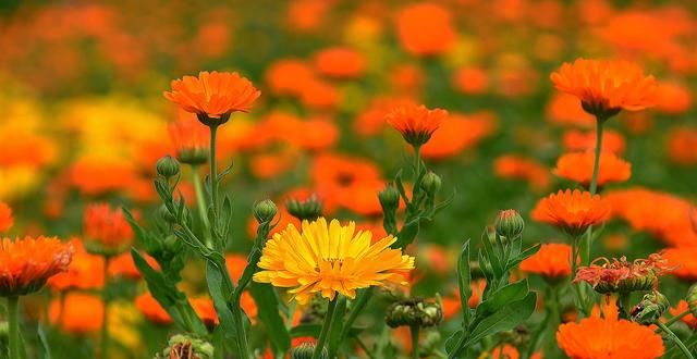 春游赏花，都是什么花？这100个花卉图鉴，给大家做科普，涨知识