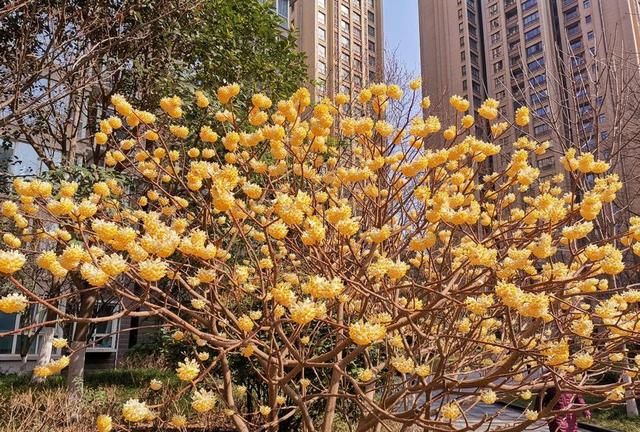 春游赏花，都是什么花？这100个花卉图鉴，给大家做科普，涨知识