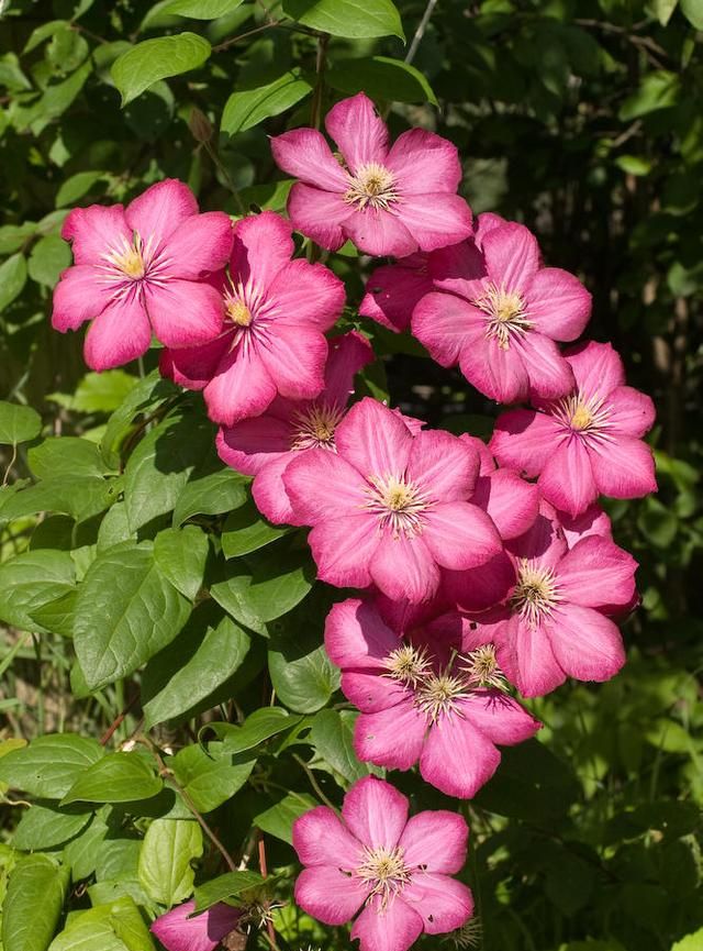 春游赏花，都是什么花？这100个花卉图鉴，给大家做科普，涨知识