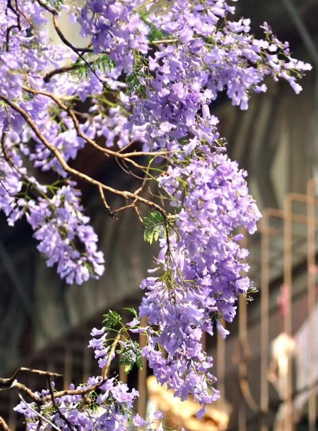 春游赏花，都是什么花？这100个花卉图鉴，给大家做科普，涨知识