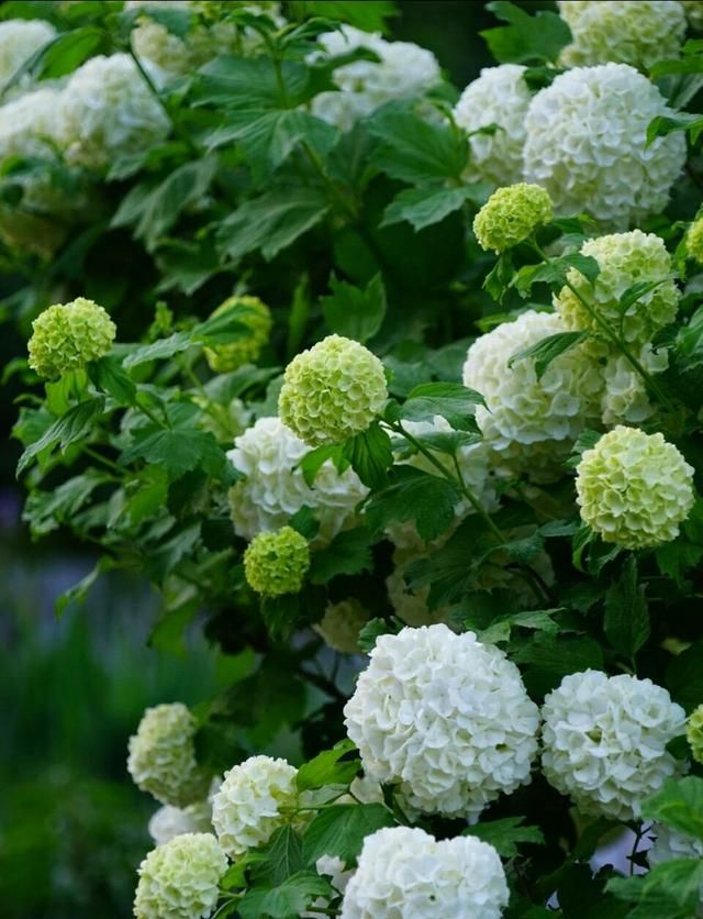 春游赏花，都是什么花？这100个花卉图鉴，给大家做科普，涨知识