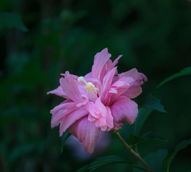 这花是韩国的国花，养在家门口几年却被偷，现在朋友还生气