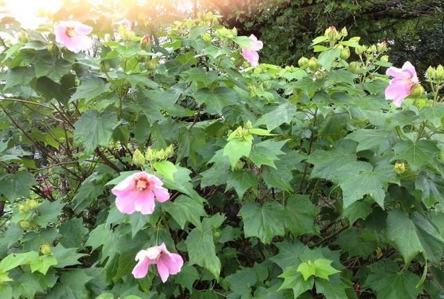 这花是韩国的国花，养在家门口几年却被偷，现在朋友还生气