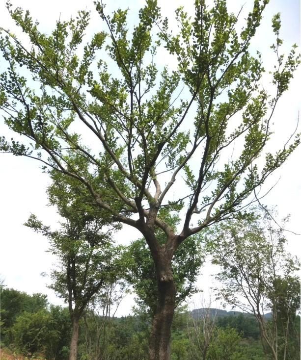 这6种孤植树越来越吃香，想赚钱的都关注一下