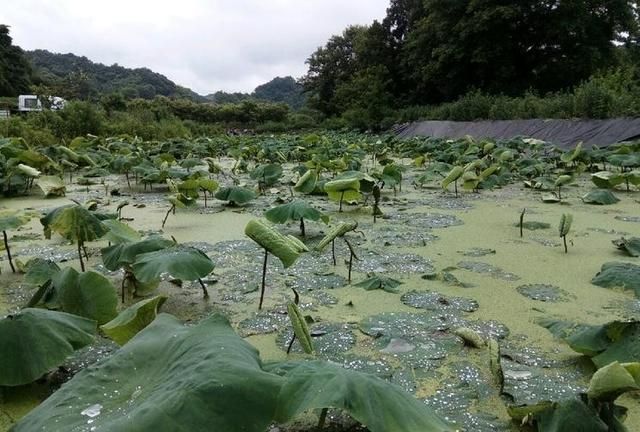 莲藕田浮萍一个劲地疯长，怎么防除不伤藕？掌握正确方法巧防浮萍