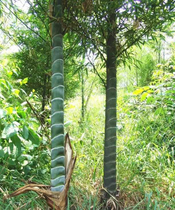 林草科普|中国竹类植物