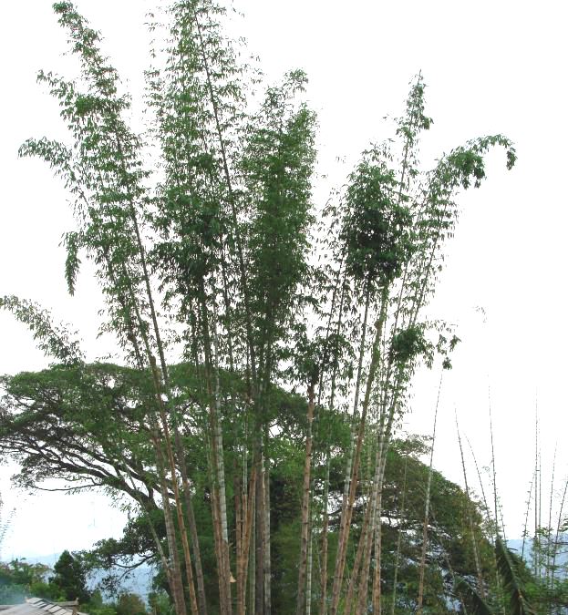 林草科普|中国竹类植物