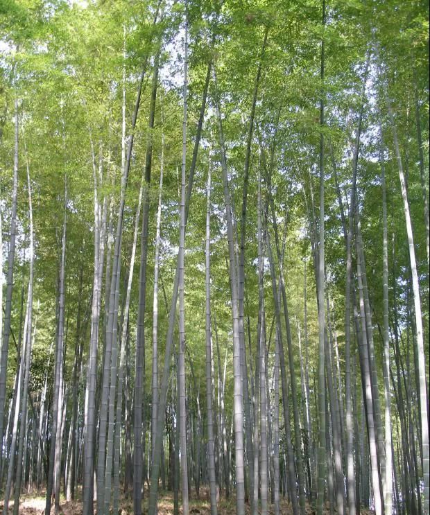 林草科普|中国竹类植物