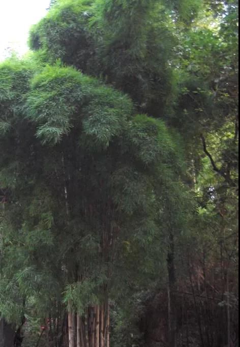 林草科普|中国竹类植物