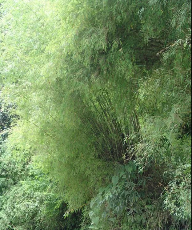 林草科普|中国竹类植物