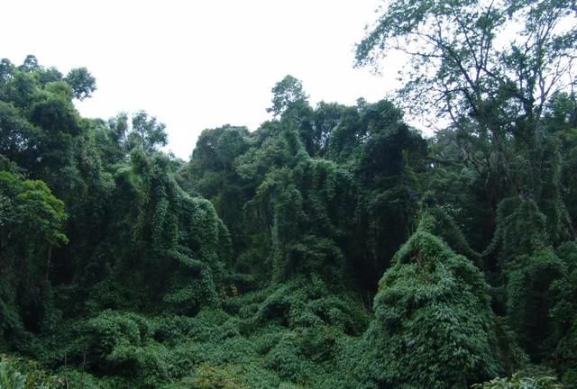 林草科普|中国竹类植物