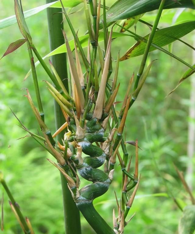 林草科普|中国竹类植物