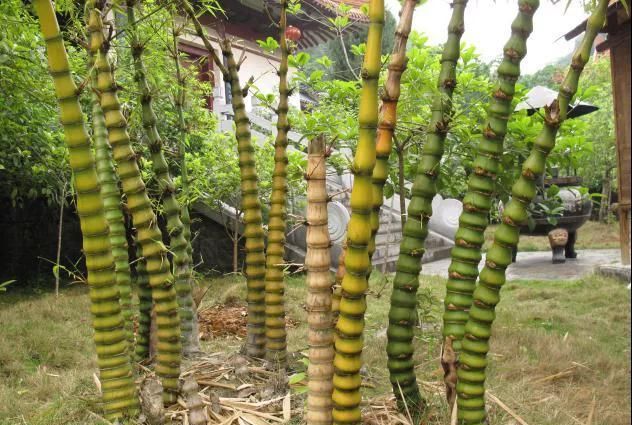 林草科普|中国竹类植物