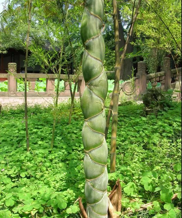 林草科普|中国竹类植物