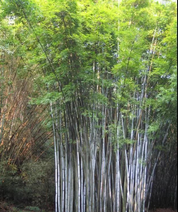 林草科普|中国竹类植物