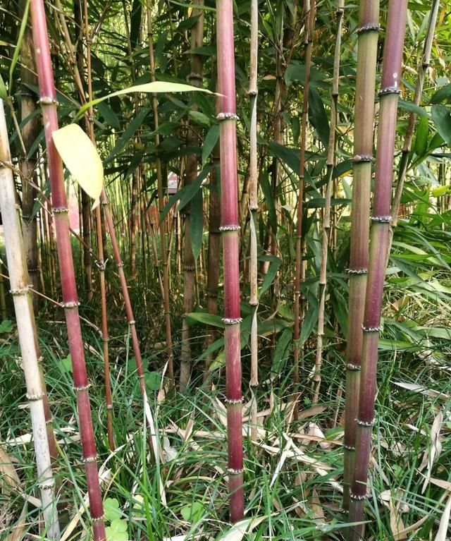 林草科普|中国竹类植物